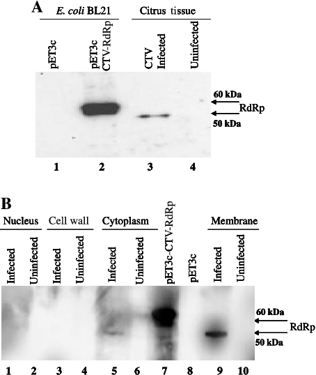 In Vivo Expression Analysis Of The Rna Dependent Rna - Number (454x538), Png Download