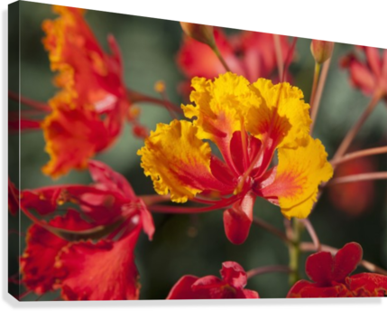 Close Up Of Mexican Bird Of Paradise Flowers - Close Up Of Mexican Bird Of Paradise (caesalpinia Pulcherrima) (429x344), Png Download