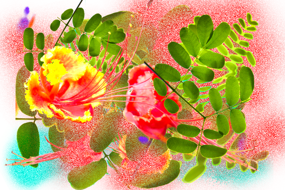 Radical Care In The Space Of Excess - Caesalpinia (993x662), Png Download