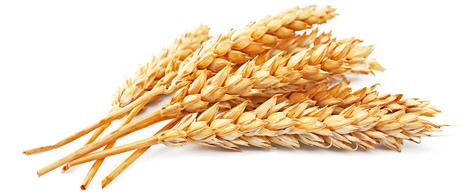 Wheat Grains Png - Recipe For Men Raw Naturals Goof Proof Antiperspirant (485x248), Png Download