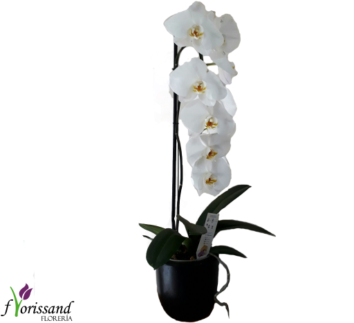 00 Add To Cart - Orchids (600x500), Png Download