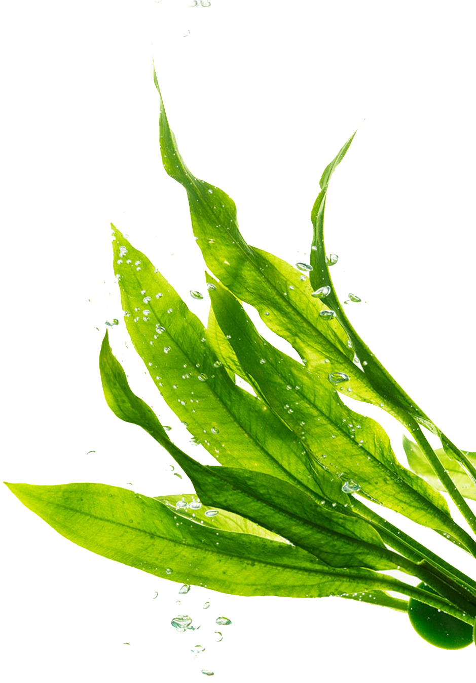 Png Transparente De Hojas Verdes - Seagrass Transparent Background (1024x1344), Png Download