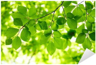 Vinilo Pixerstick Hojas Verdes De Fondo • Pixers - Shinji Kajitani (400x400), Png Download