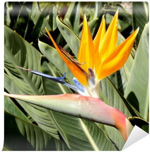 Head Of The Bird Of Paradise Plant Set Against Lush - Lozano Plantas (400x400), Png Download