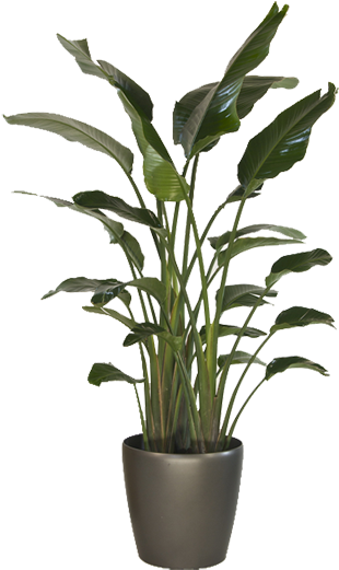 Large Indoor Bird Of Paradise (350x524), Png Download