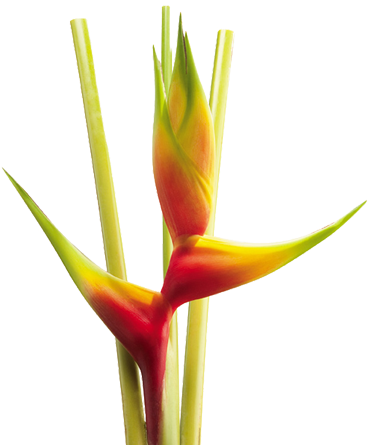 Heliconia Aurea Yellow - Flores De Colombia Png (570x444), Png Download