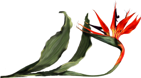 Bird Of Paradise Orchid - Bird Flower Leave Png (536x369), Png Download