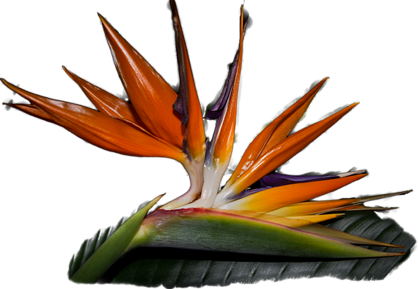 Click And Drag To Re-position The Image, If Desired - Bird (600x414), Png Download