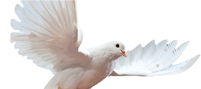 Pomba - Psychic School - How To Become A Psychic Medium (870x371), Png Download