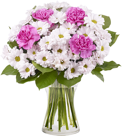 Chrysanthemums & Carnations - Pink (480x480), Png Download
