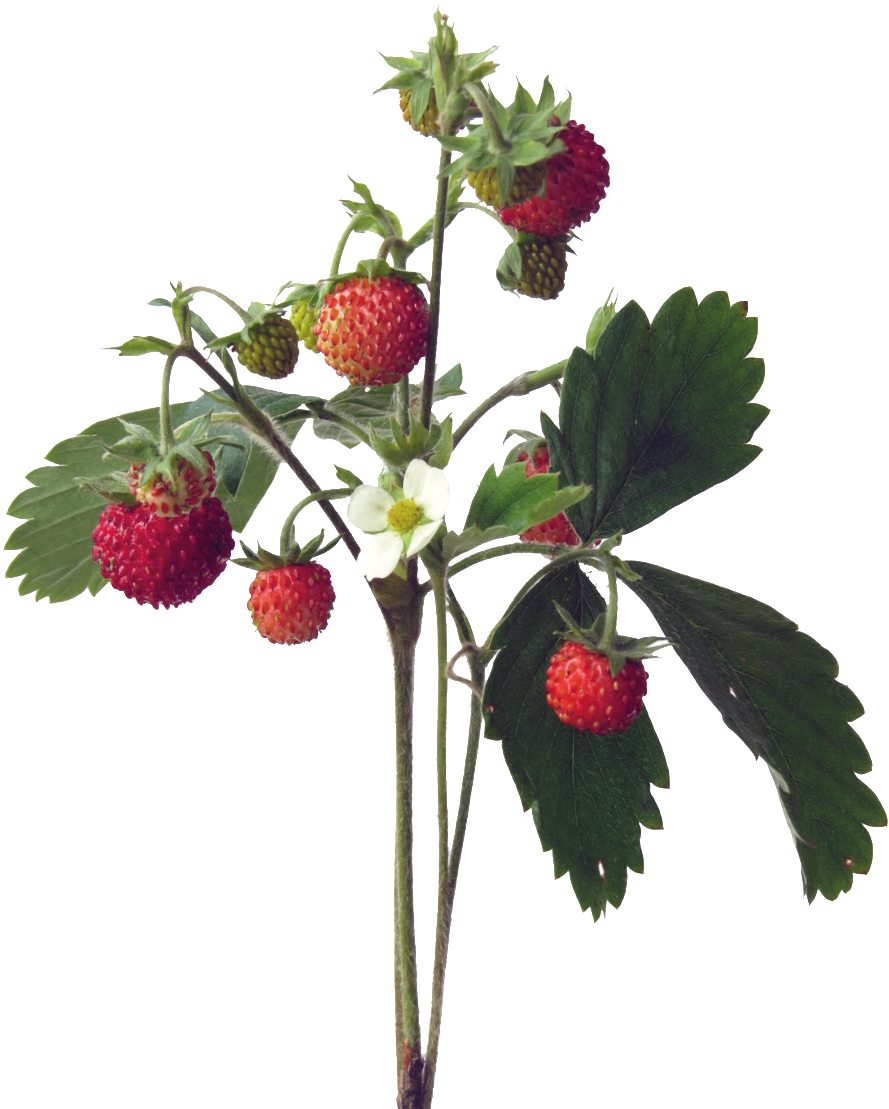 Lychee Cartoon Transparent - Frutti Di Bosco (1024x1536), Png Download