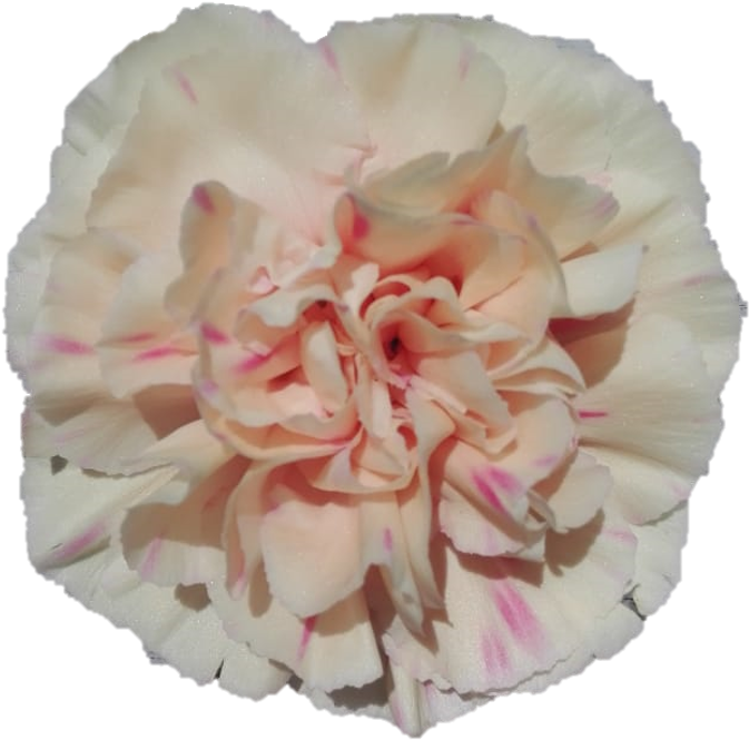 Apple Tea - Carnation - Apple (676x675), Png Download