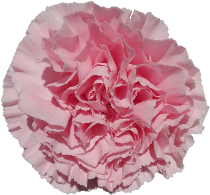 Ilusion - Carnation - Carnation (916x915), Png Download
