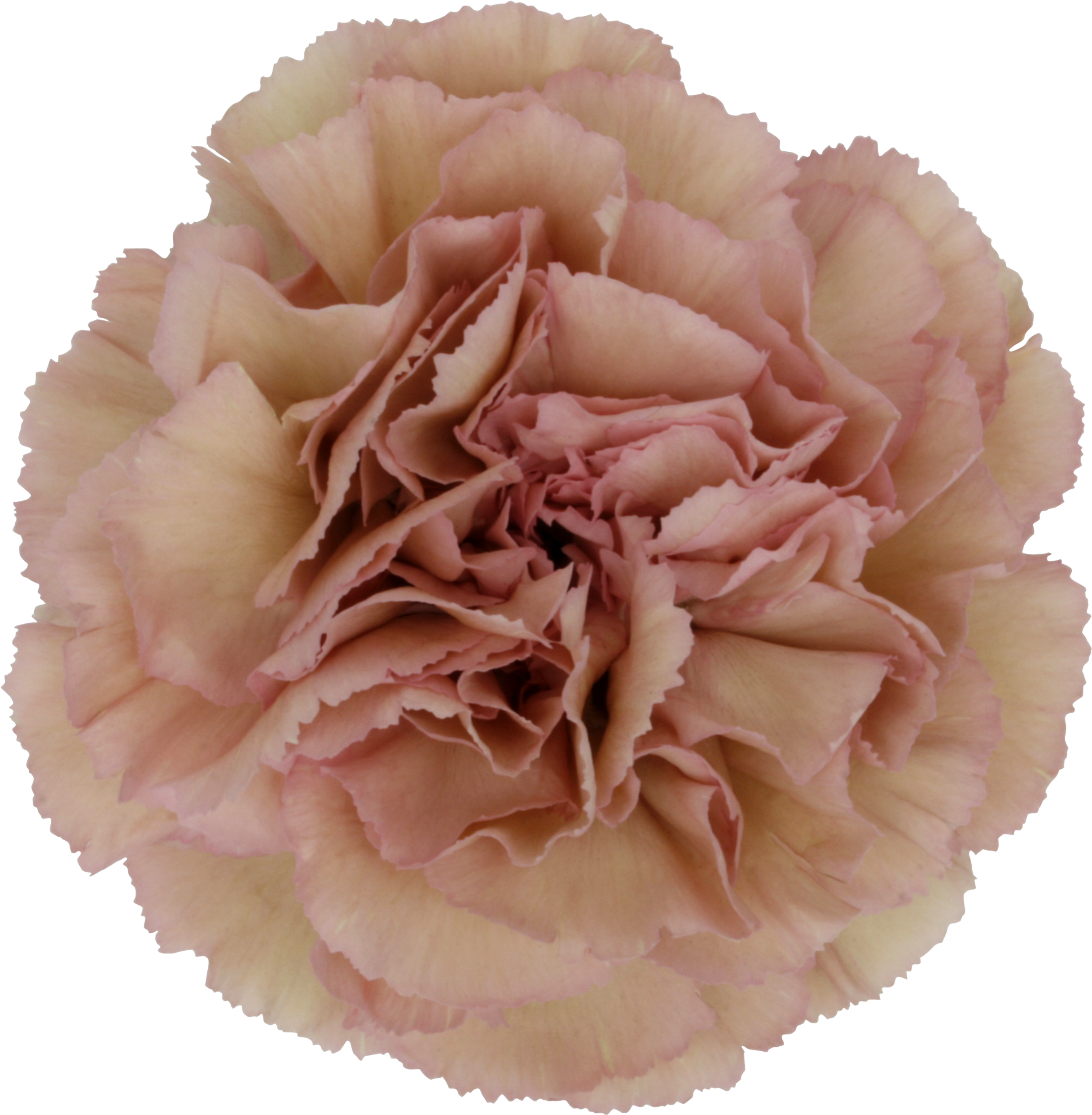 Creola Carnation (2550x2592), Png Download