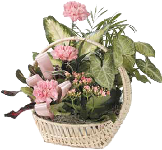 Dish Garden With Pink Carnations - Floristry (600x600), Png Download