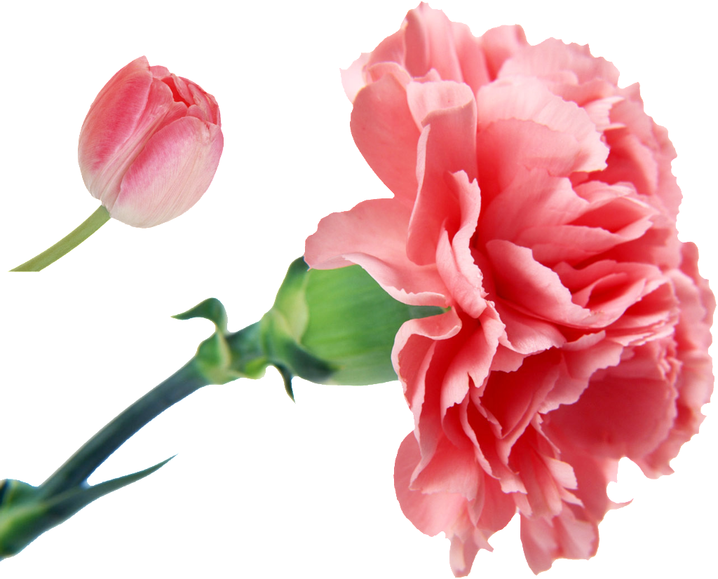 Fragrant Pink Flower Cartoon Transparent - Carnation Flower (1024x826), Png Download
