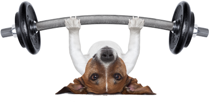 Dog Lifting Weights R - Personal Trainer Dog Poster 19 X 13in (500x319), Png Download