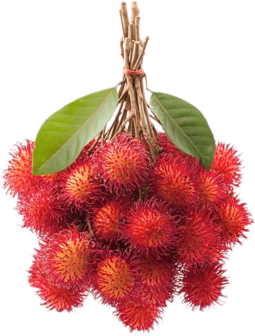 Bunch Of Rambutan - Rambutan Picture Clip Art (916x1374), Png Download