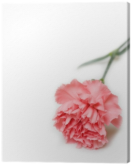 Pink Carnation (400x400), Png Download
