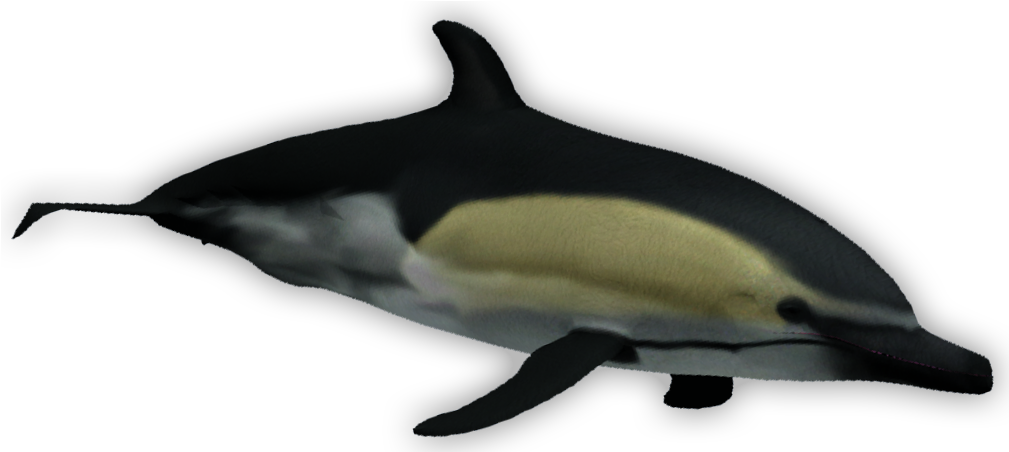 Short Beaked Common Dolphin - Tucuxi (1008x1008), Png Download