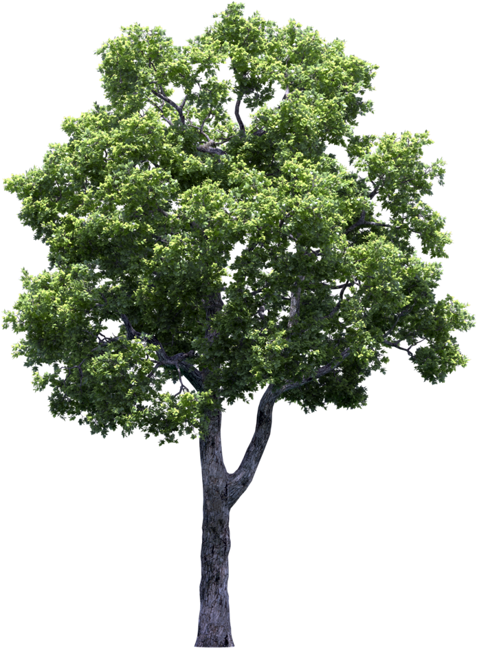 Arbre fruitier transparent