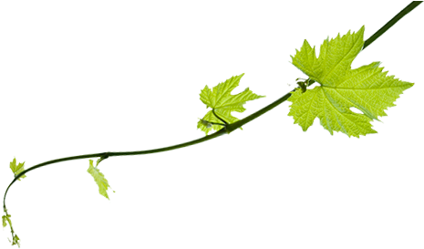 Allow Yourself To Be Indulged By Our Team - Aih Custom Green Vine Bottle Label (500x300), Png Download