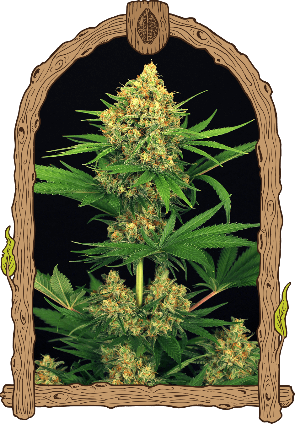 Tangerine Kush (940x1350), Png Download