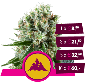 Critical Kush - Critical Kush Uk Buds (350x350), Png Download