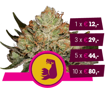 Og Kush X Strawberry Diesel - Royal Queen Hulkberry (350x350), Png Download