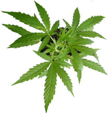 Após Pressão Da Sociedade Civil, Senador Retira Da - Pe De Maconha Png (600x396), Png Download