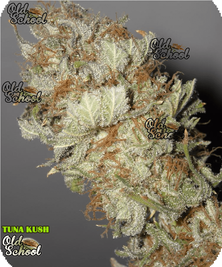 Tuna Kush - Tuna Weed Strain (768x1024), Png Download