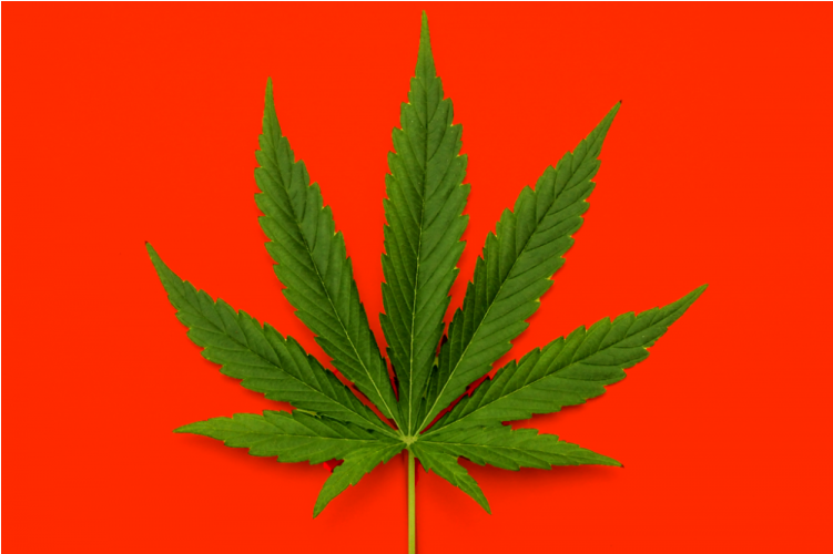 Quem Fuma Maconha Faz 20% Mais Sexo, Diz Estudo - Cannabis (750x750), Png Download