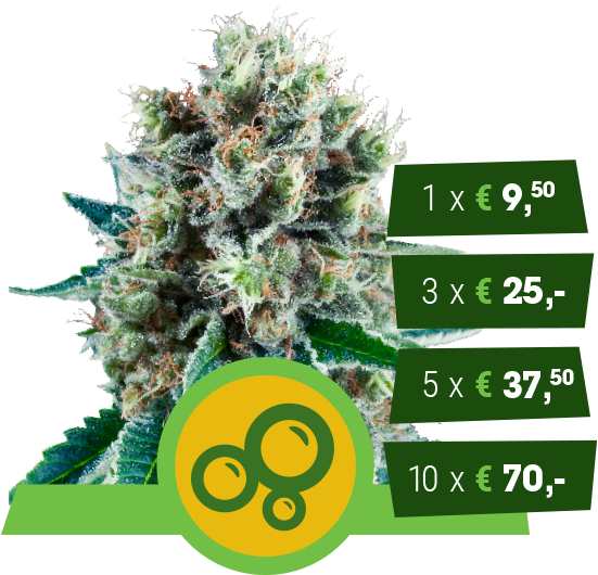 Bubble Kush Automatic - Royal Bubble Kush Autoflower (600x600), Png Download