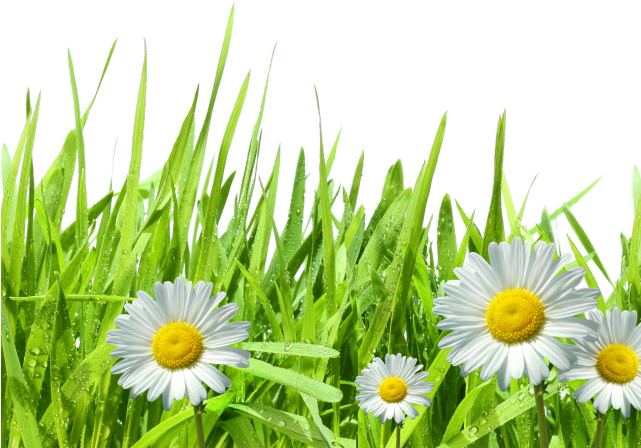 Dew Clipart Grass Drawing - Daisies Png (640x480), Png Download