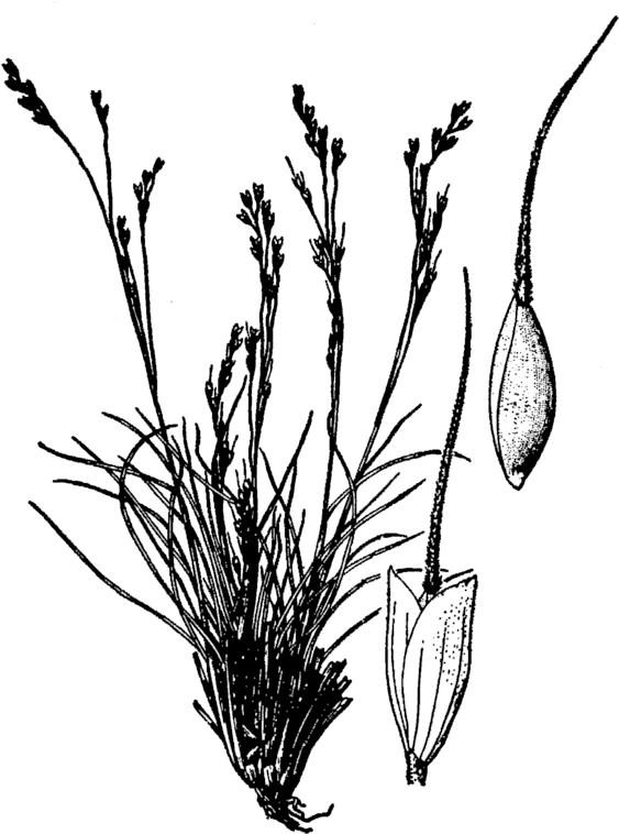 184 × 240 Pixels - Line Art (589x768), Png Download