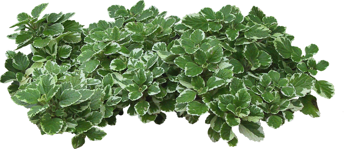 Grass Photoshop, Photoshop Images, Photoshop Design, - Mtn Gearsmith New Mtn-g Wood Raised Garden Flower Bed (1200x520), Png Download