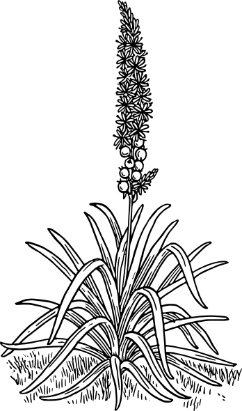 Asphodel Drawing (348x590), Png Download