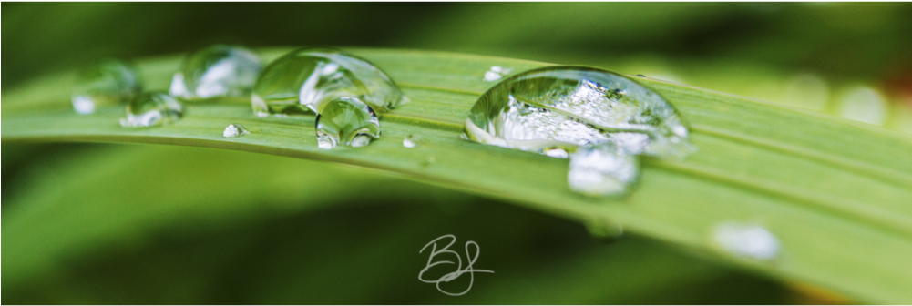 Dew Drops (1000x667), Png Download