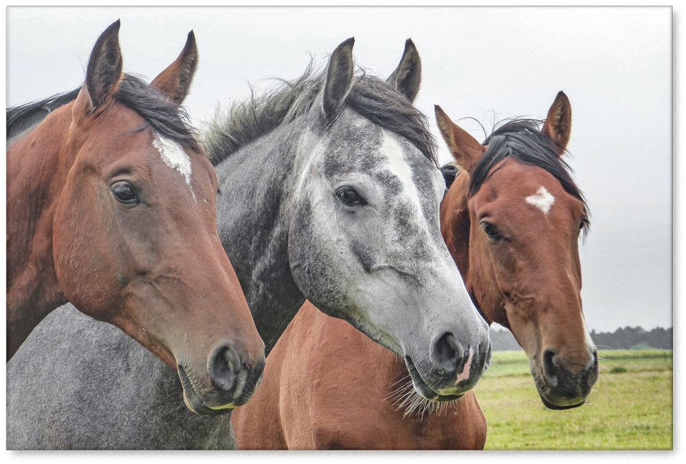 Horses Gazing - Beautiful Horse Trio Journal: Take Notes, Write Down (1024x1024), Png Download