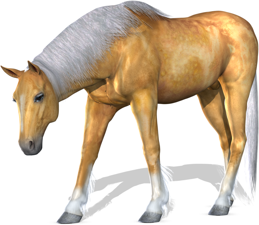Horse Png Image - Suku Kata Dan Perkataan (900x787), Png Download