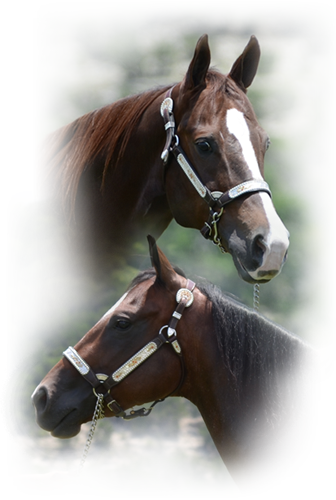 Dale Livingston Has Moved His Operation, Dale Livingston - Sorrel (336x500), Png Download