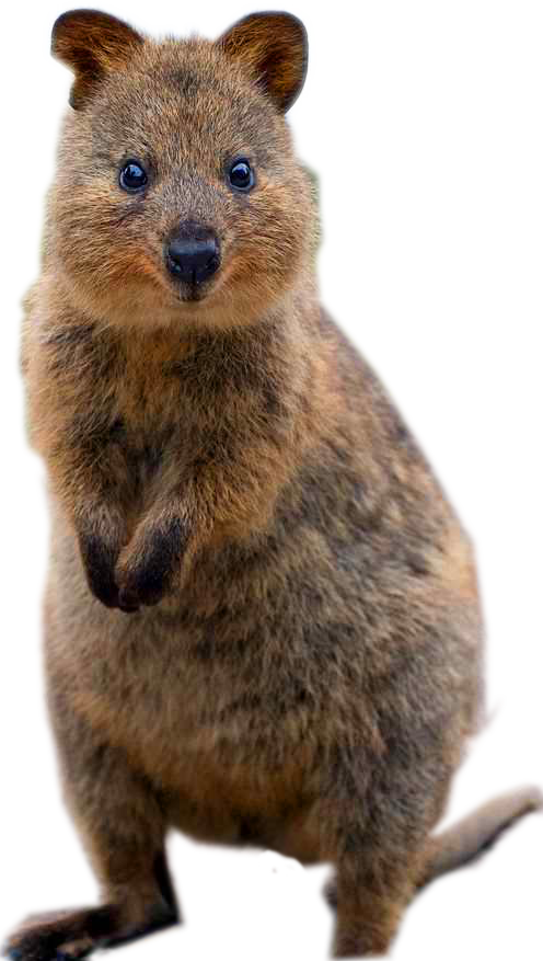 Punxsutawney Phil (496x877), Png Download