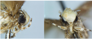 Miniature Moth With Fancy Pompadour To Be Named After - Bug Named After Trump (300x200), Png Download