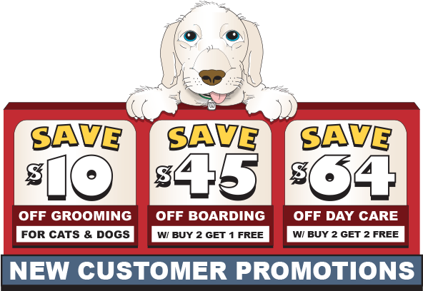 Denver Dog Day Care And Boarding Coupons - Woof In Boots (640x423), Png Download