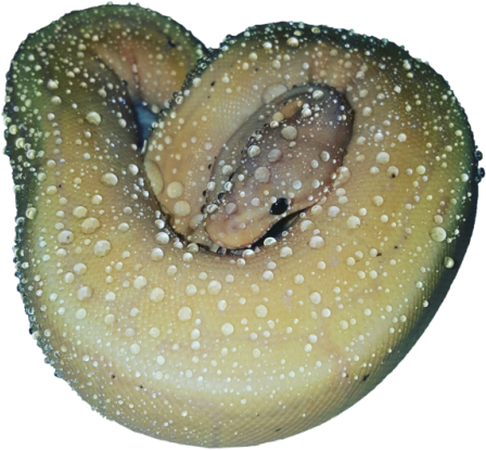 Made Transparent By Transparent-galaxy - Sweater (500x500), Png Download