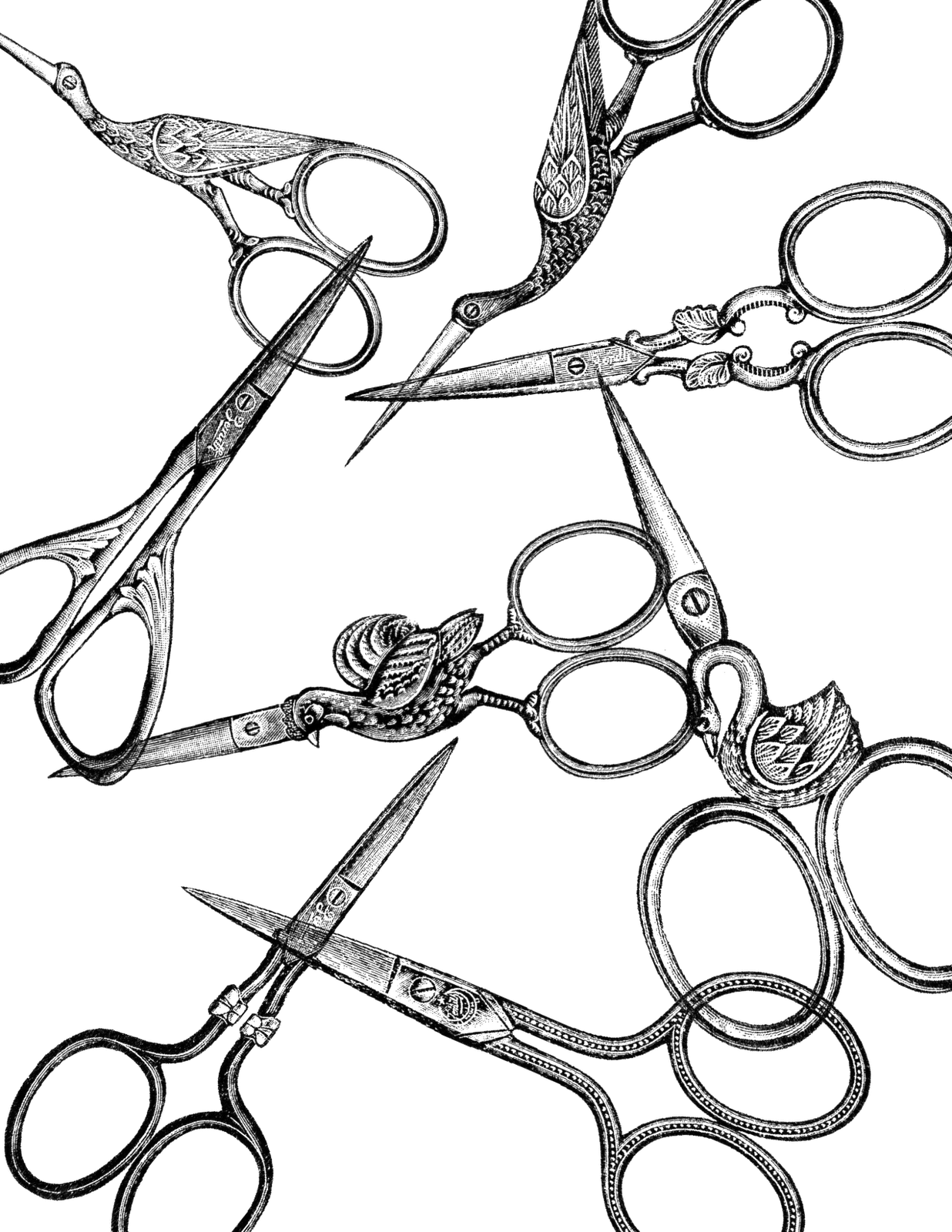 Vintage - Embroidery Scissors Drawing Bird (1236x1600), Png Download