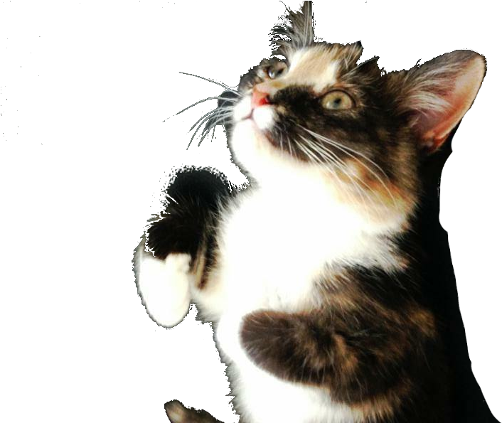 Just The Cat Cropped, For Future Use - Domestic Short-haired Cat (1293x1403), Png Download
