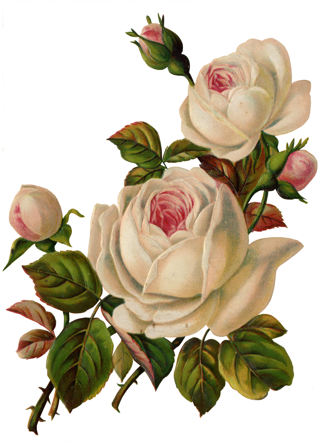 Flores Antigas (1069x1464), Png Download