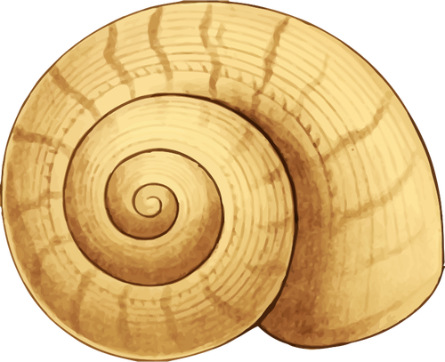 Snail - Snail Shell Clipart (500x407), Png Download
