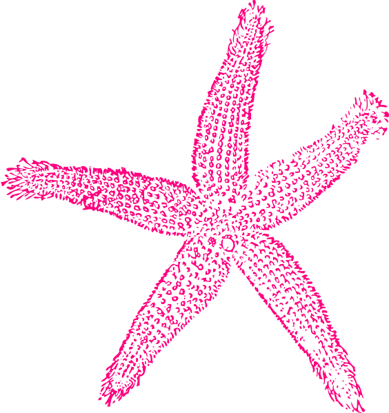 Starfish Clipart Hot Pink - Starfish Clip Art Pink (564x599), Png Download